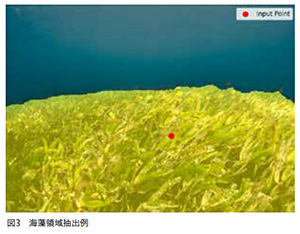 海藻領域抽出例